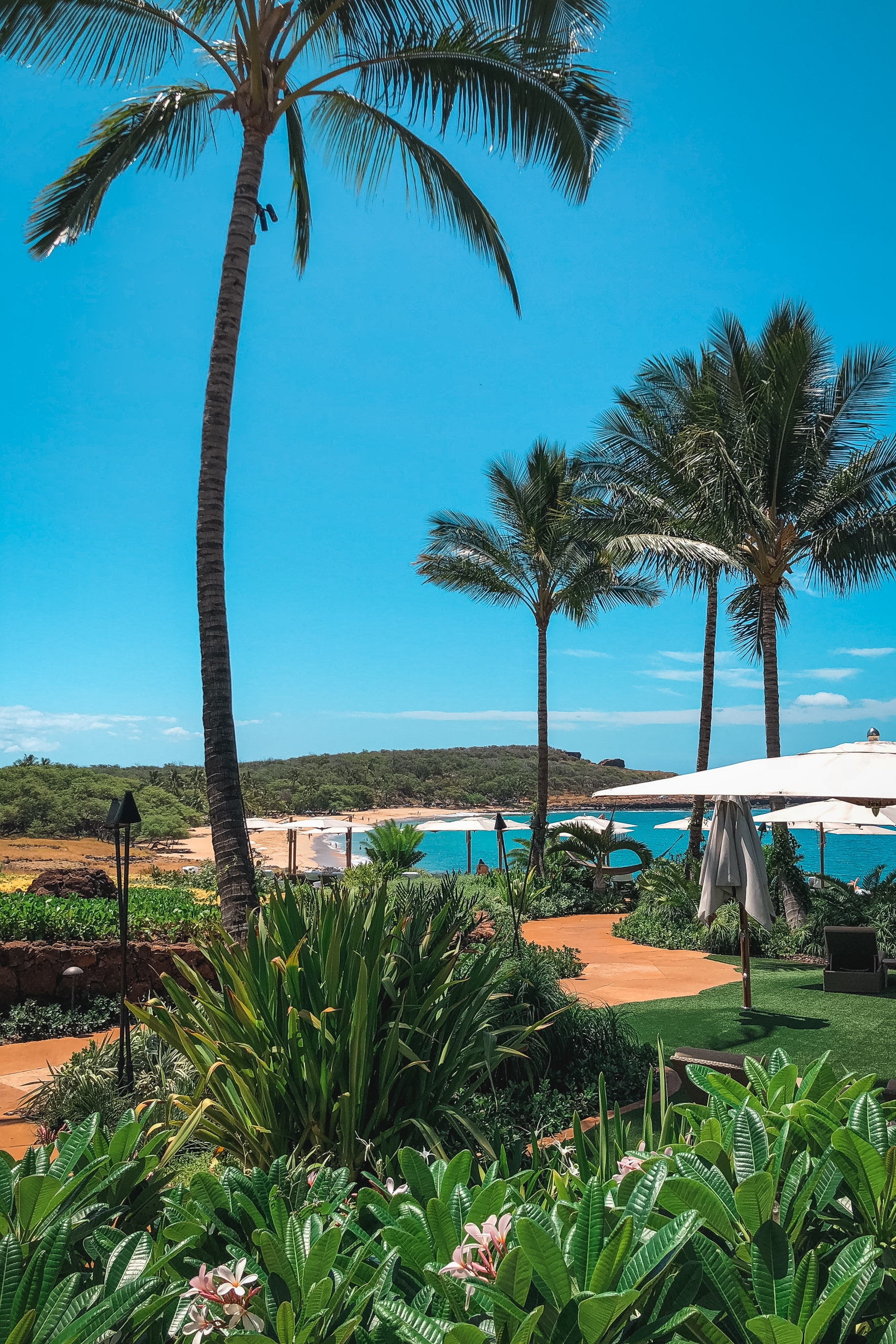 Tall palm trees frame a resort's manicured tropical garden overlooking a brilliant turquoise pool and pristine beach under cloudless blue sky