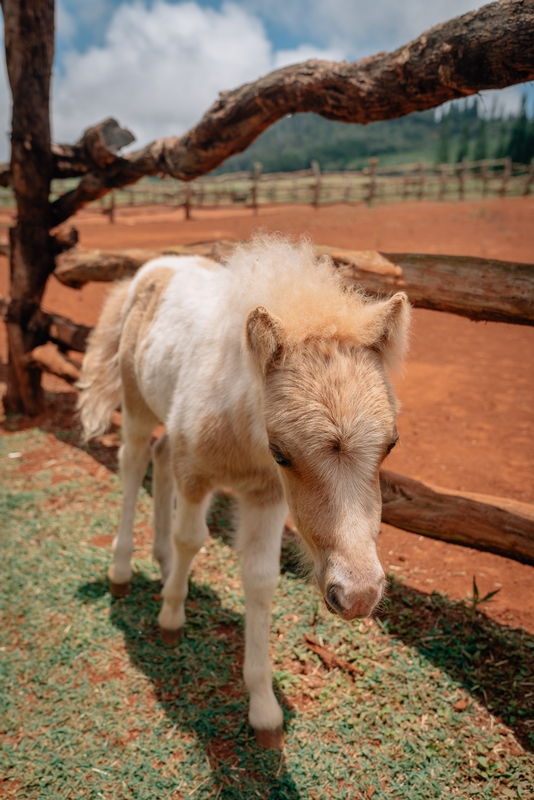 A Hawaiian Little Sebastian at the Four Seasons Ranch Lanai 2