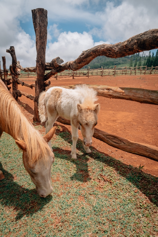 A Hawaiian Little Sebastian at the Four Seasons Ranch Lanai