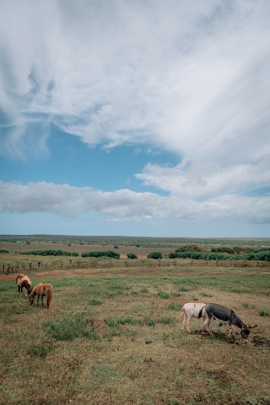 Horses at the Four Seasons Ranch Lanai 2