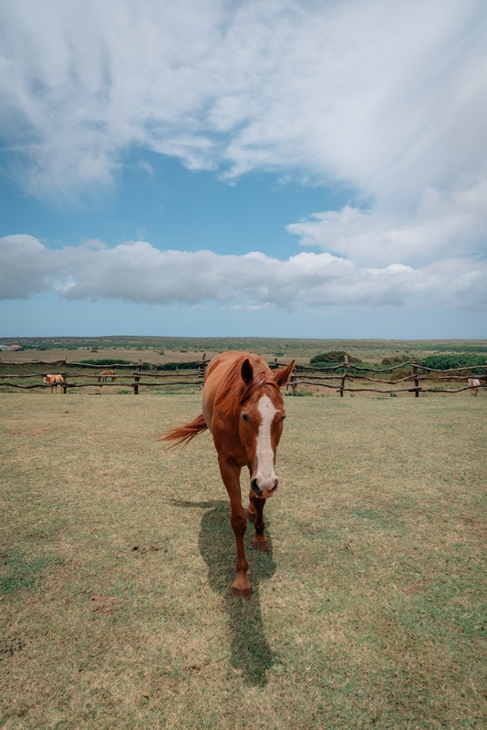 Horses at the Four Seasons Ranch Lanai