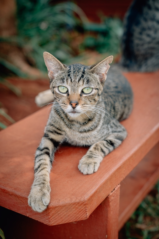 The Lanai Cat Sanctuary 2