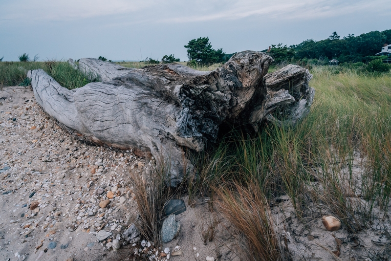 A Log by the Sea