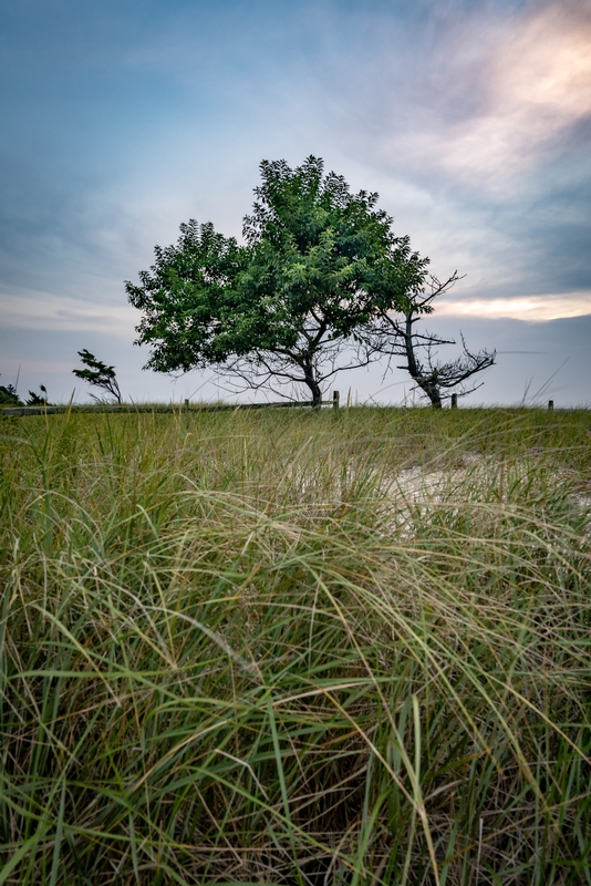 A Tree by the Sea