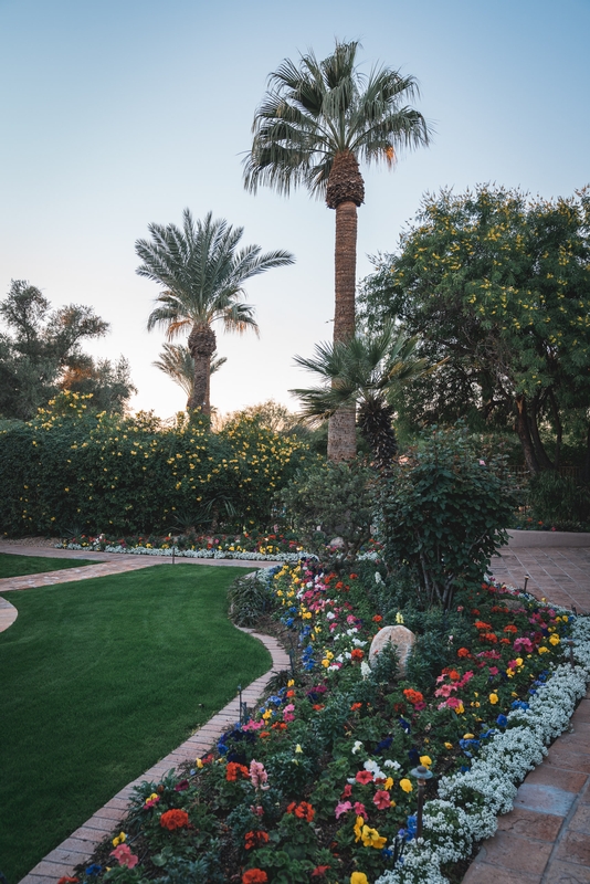 Desert Flowers