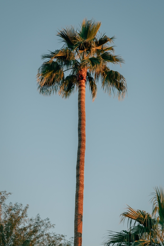 The Lone Palm