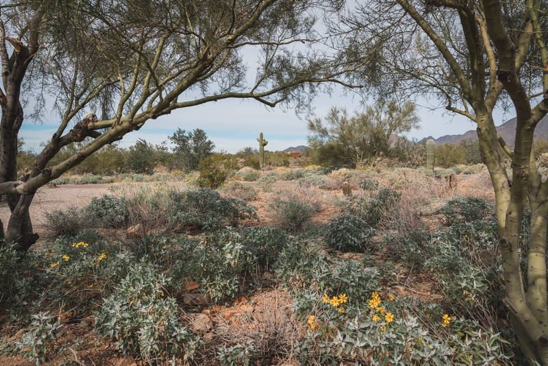 The Surrounding Desert