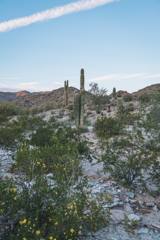 Saguaro at Sunset