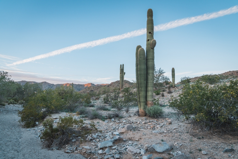 Three Saguaro at Sunset - Wide