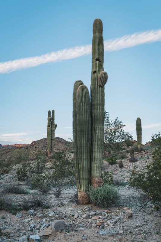 Three Saguaro at Sunset