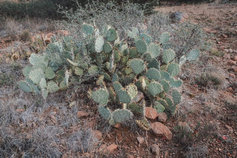 The Prickly Pear Cactus