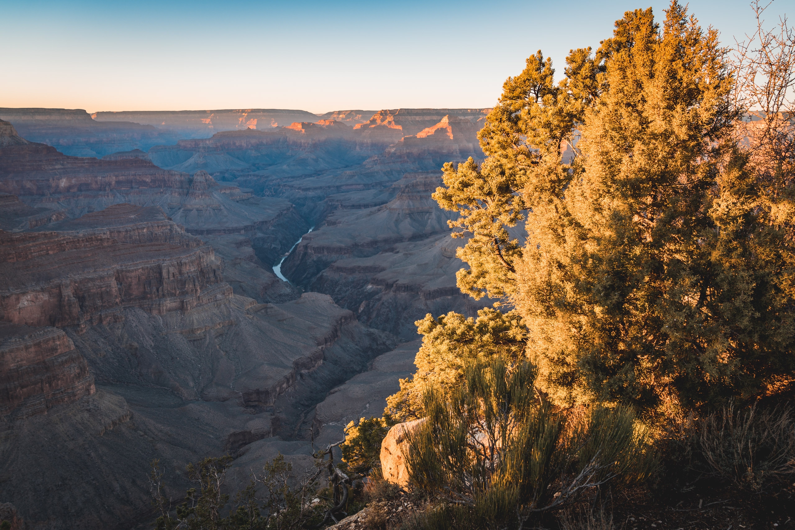 Golden cottonwood trees frame the expansive Grand Canyon at sunset, with the Colorado River winding through layered rock formations bathed in warm amber light
