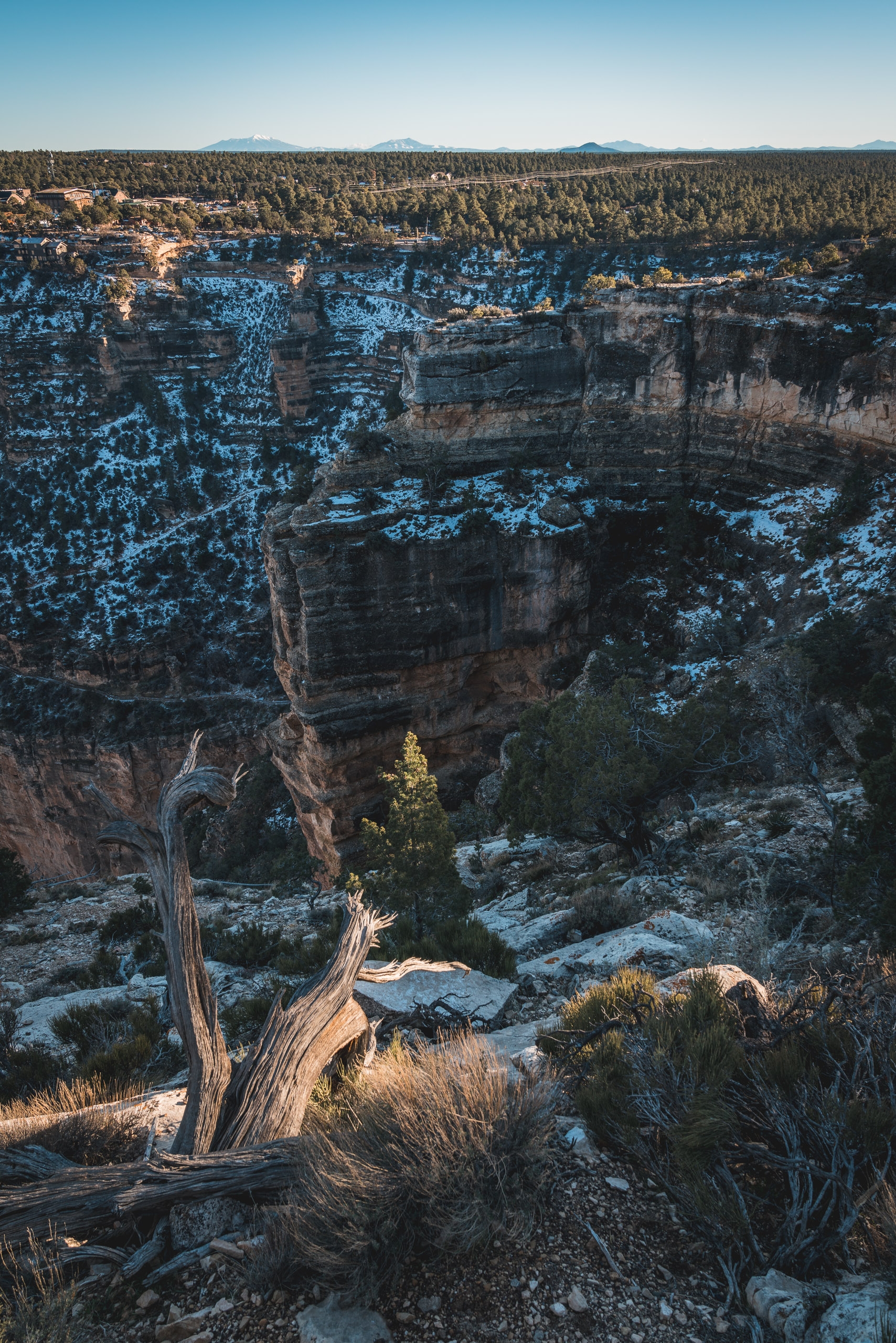 A gnarled dead tree stands on a snowy rocky outcrop overlooking a deep canyon with layered stone walls and a forested rim under clear blue sky