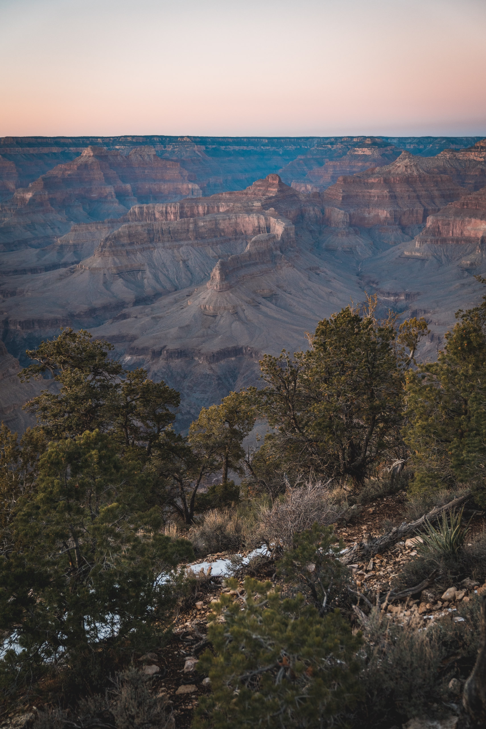 Desert shrubs frame the layered rock formations of the Grand Canyon under soft dawn or dusk light, with warm tones illuminating the distant canyon walls
