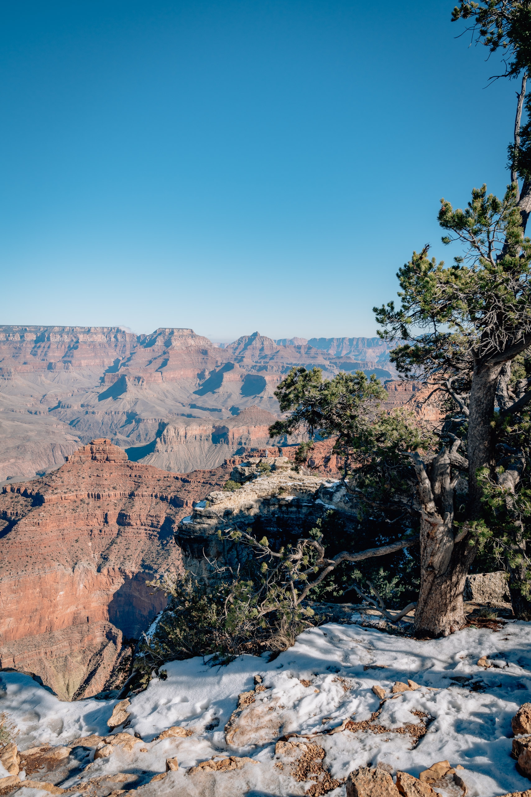 Gnarled pine tree frames the expansive Grand Canyon vista, with snow-dusted rocks in foreground and layered red rock formations stretching beneath clear blue sky
