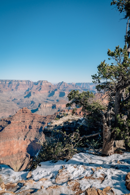 Gnarled Pine Frames Grand Canyon Vista