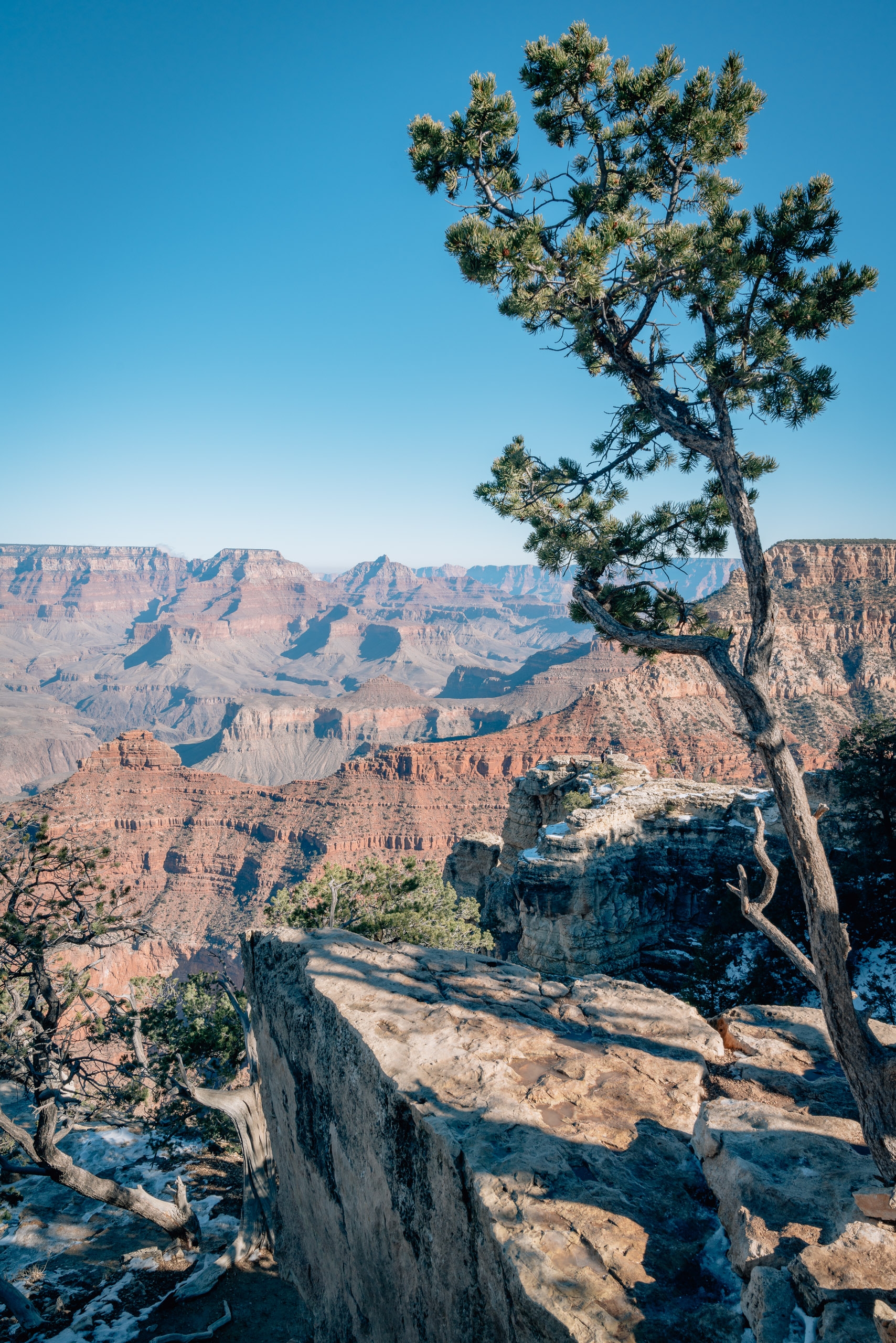 A gnarled pine tree grows from rocky outcrop overlooking the layered red rock formations and vast canyon landscape under clear blue sky