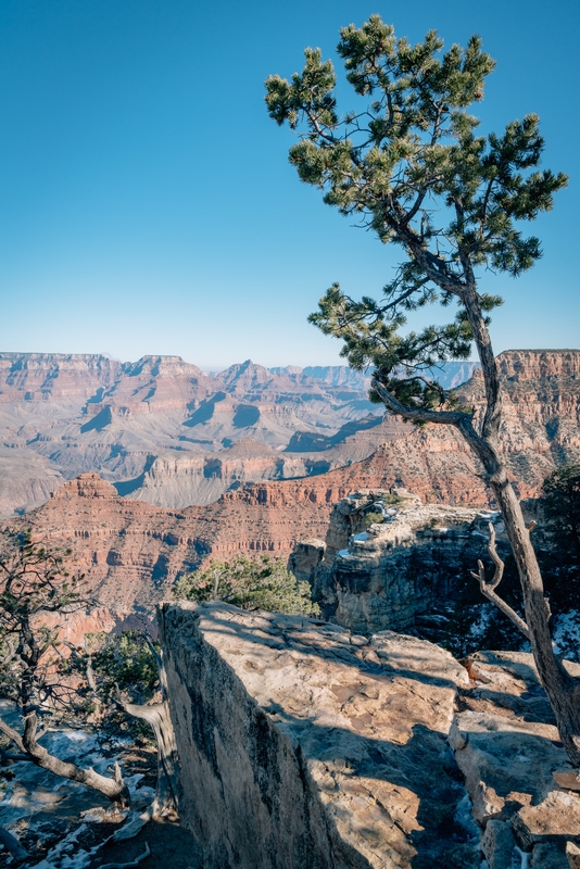 Gnarled Pine Over Red Rock Canyon