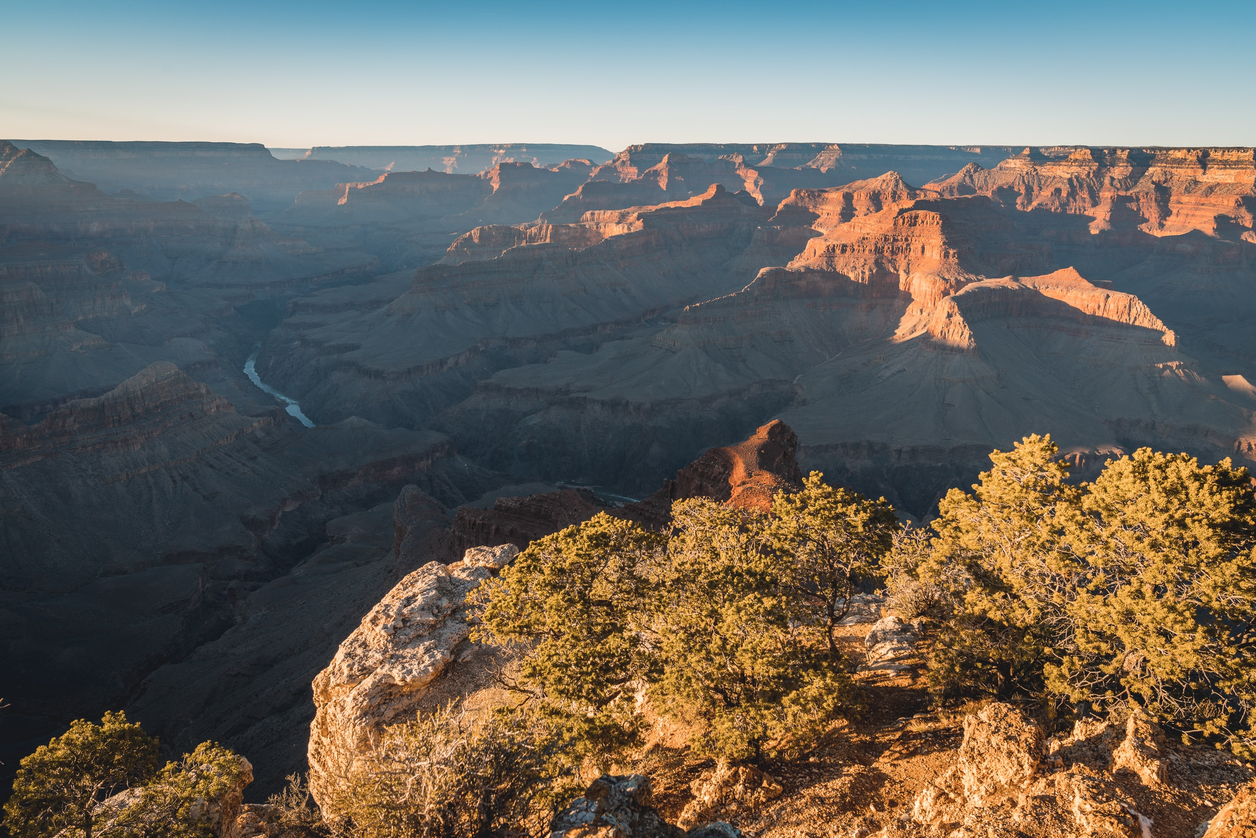 Golden afternoon light illuminates layered canyon walls and distant river at Grand Canyon, with scrubby vegetation framing the foreground under clear blue sky