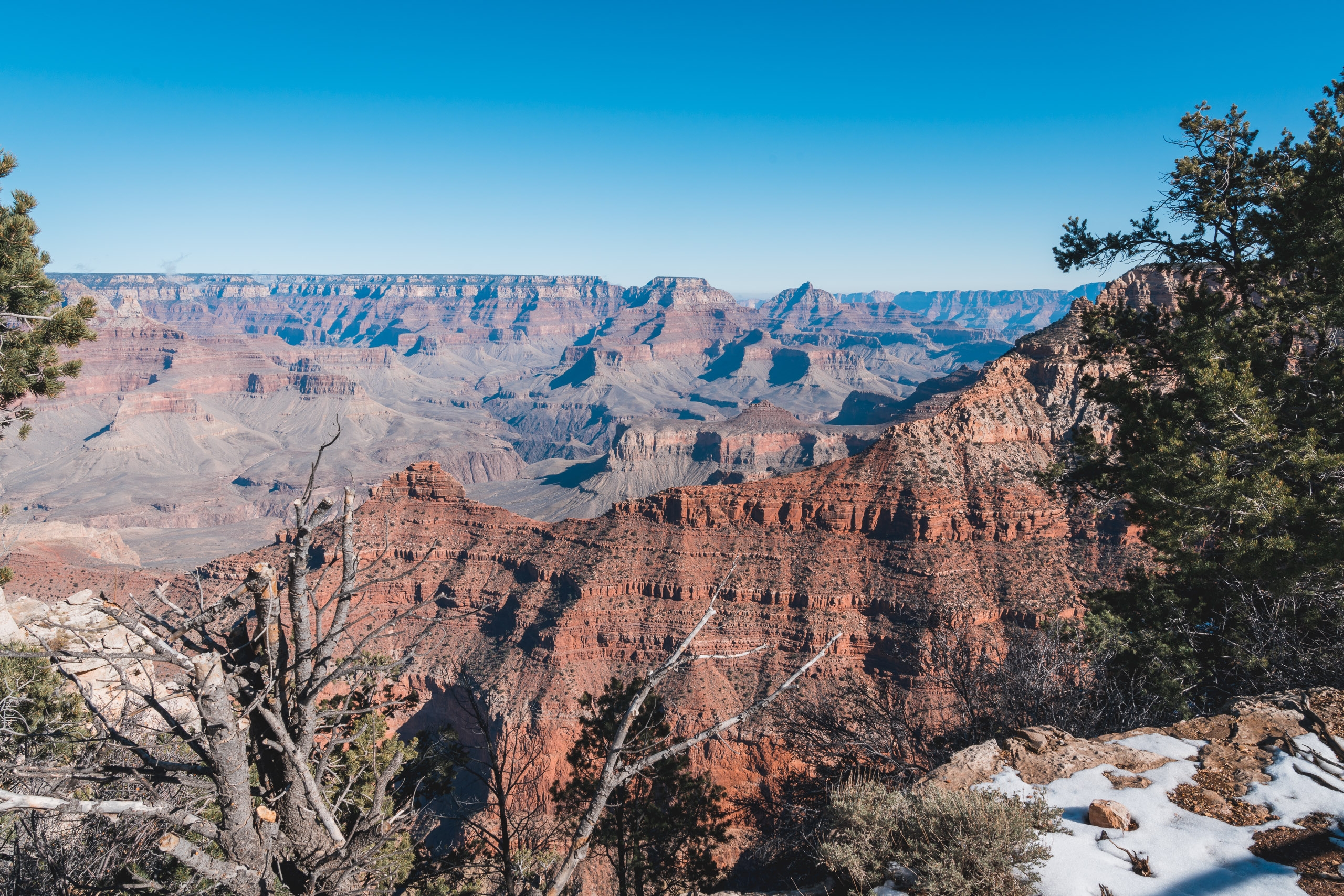 The Grand Canyon's layered red rock formations stretch across the horizon beneath a clear blue sky, with sparse desert vegetation and a gnarled tree visible in the foreground
