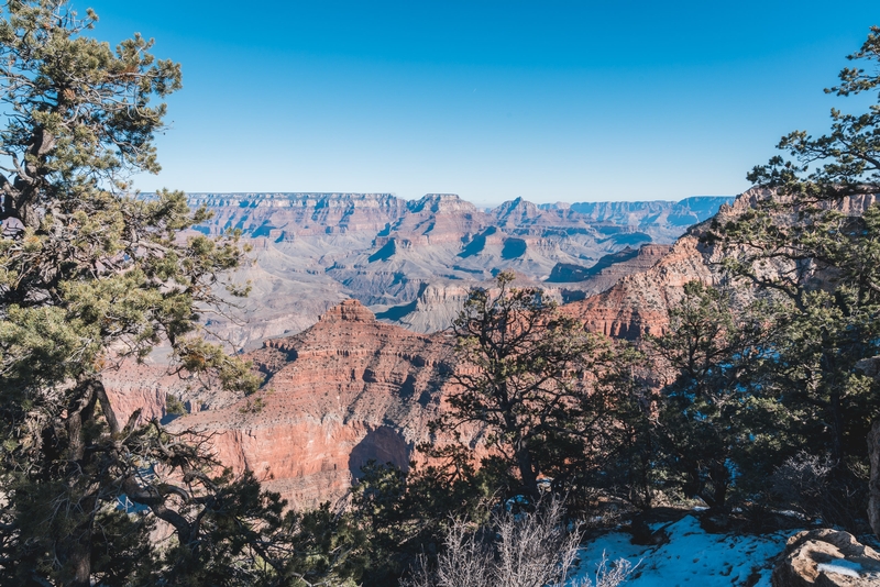 Grand Canyon Vista With Evergreen Framing
