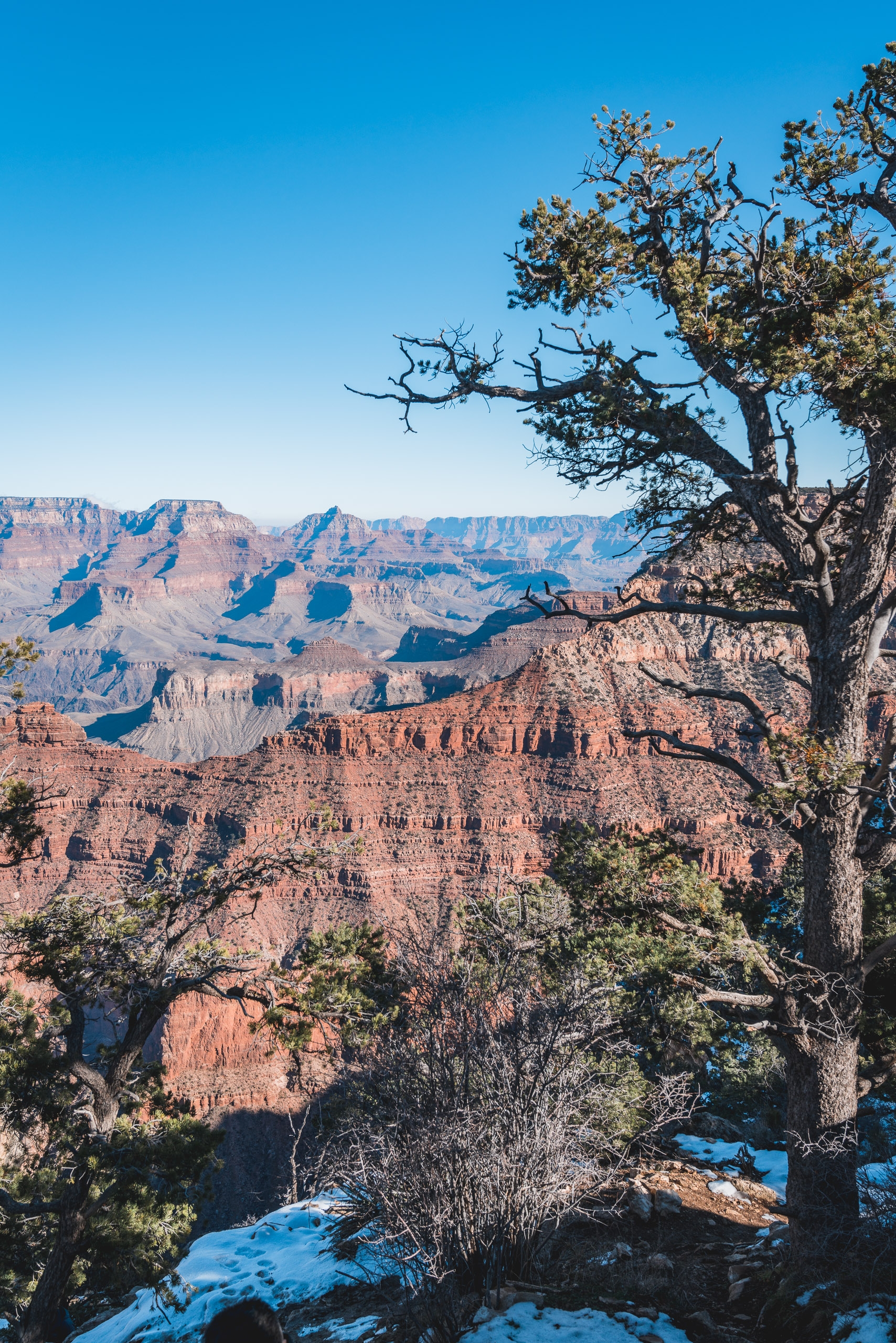 Gnarled juniper tree frames the expansive layered rock formations and distant ridges of the Grand Canyon under clear blue sky with patches of snow visible below