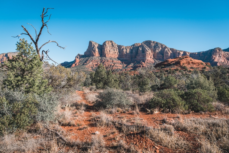 Red Rock Desert Landscape With Junipers