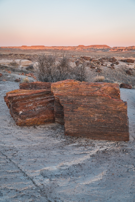 The Petrified Forest