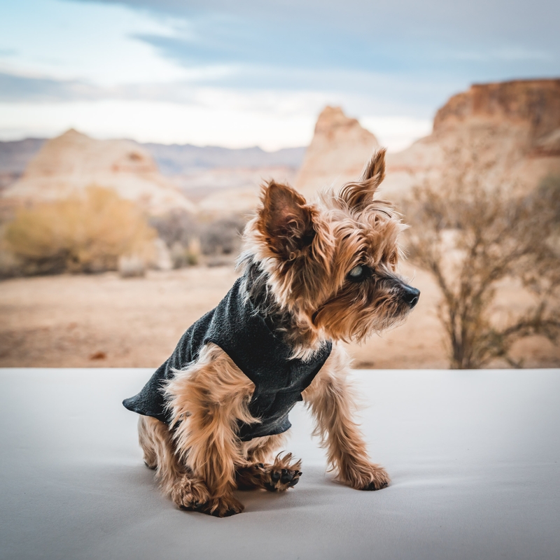 Terrier in Sweater Before Desert Landscape