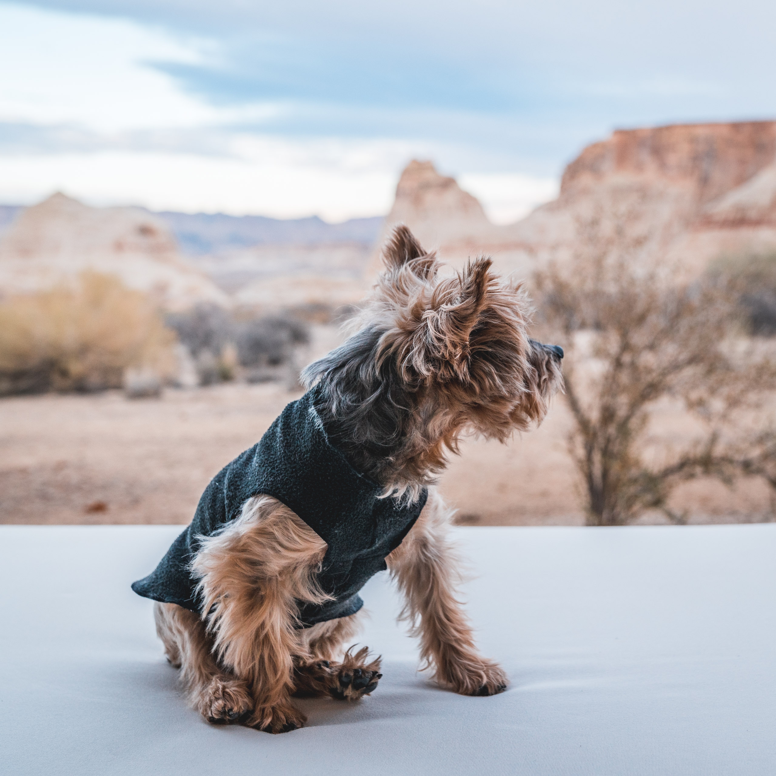 Small terrier wearing a dark sweater stands alert on a white surface overlooking a vast desert landscape with red rock formations and scattered vegetation