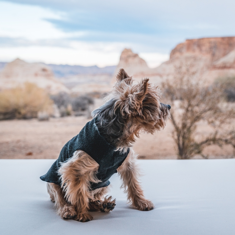Terrier in Sweater Overlooking Desert