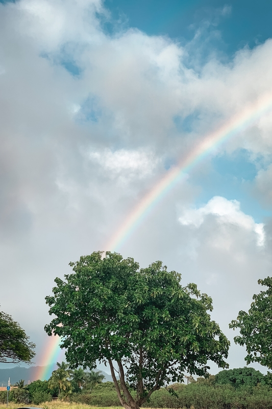 Rainbow Over Tree After Rainfall