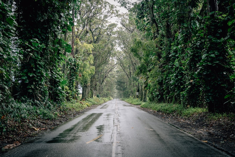 The Famous Kauai Tree Tunnel