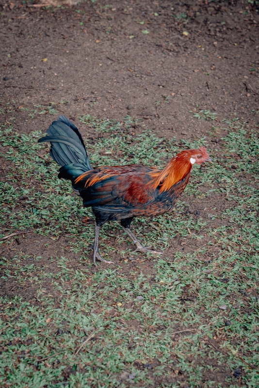 The Kauai State Bird