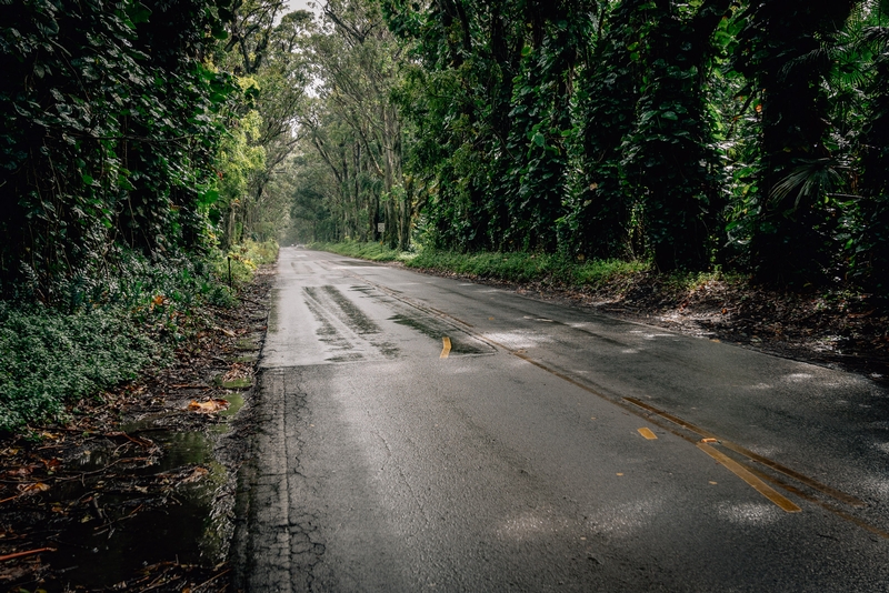 The Kauai Tree Tunnel - Angled