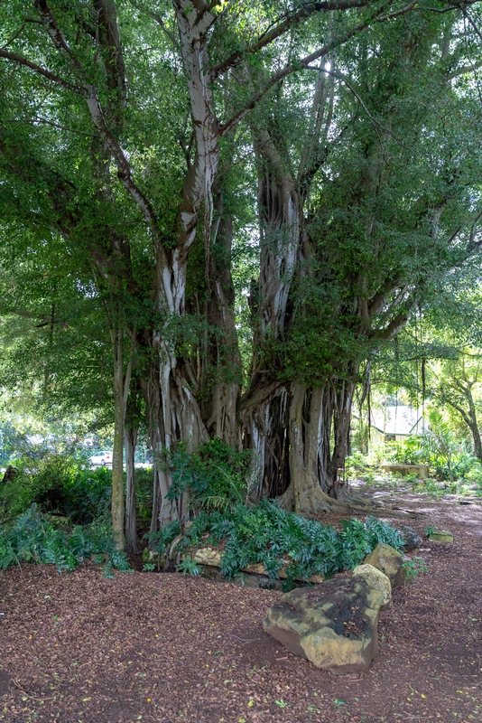 The Koaola Baynyan Tree