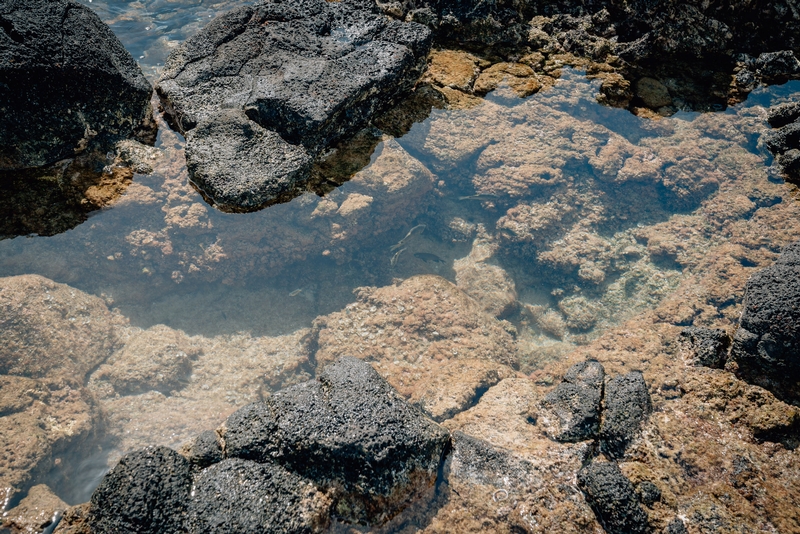 Fish in the Tidepools