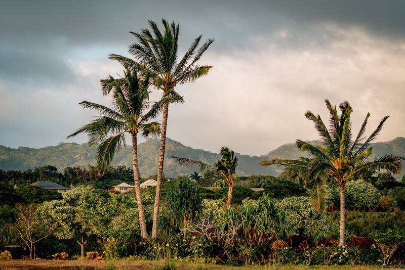 Sunset Palm Trees on Kauai
