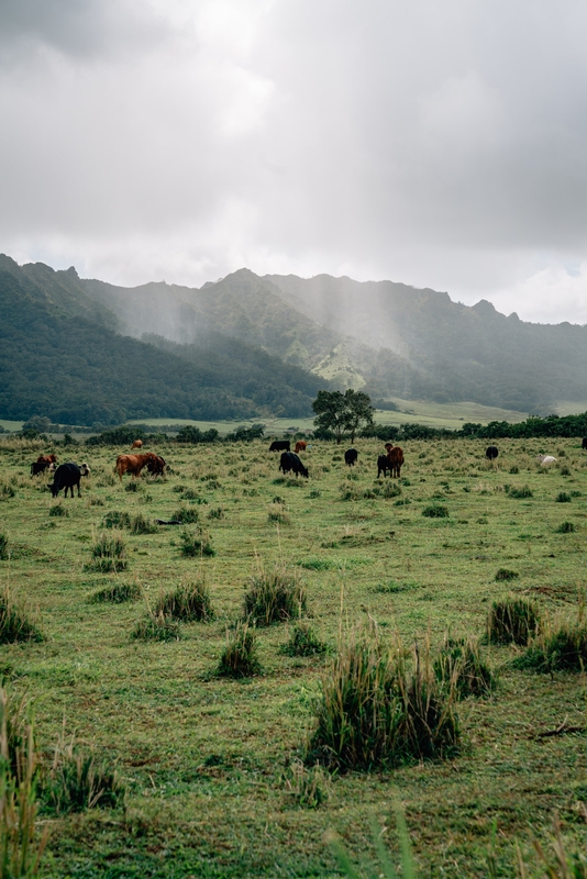 The Grassy Pastures of Kauai - Tall