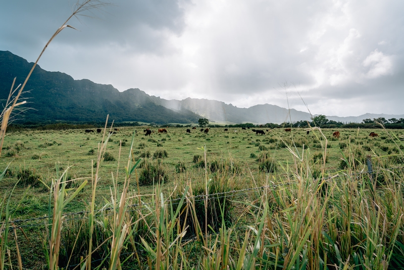 The Grassy Pastures of Kauai