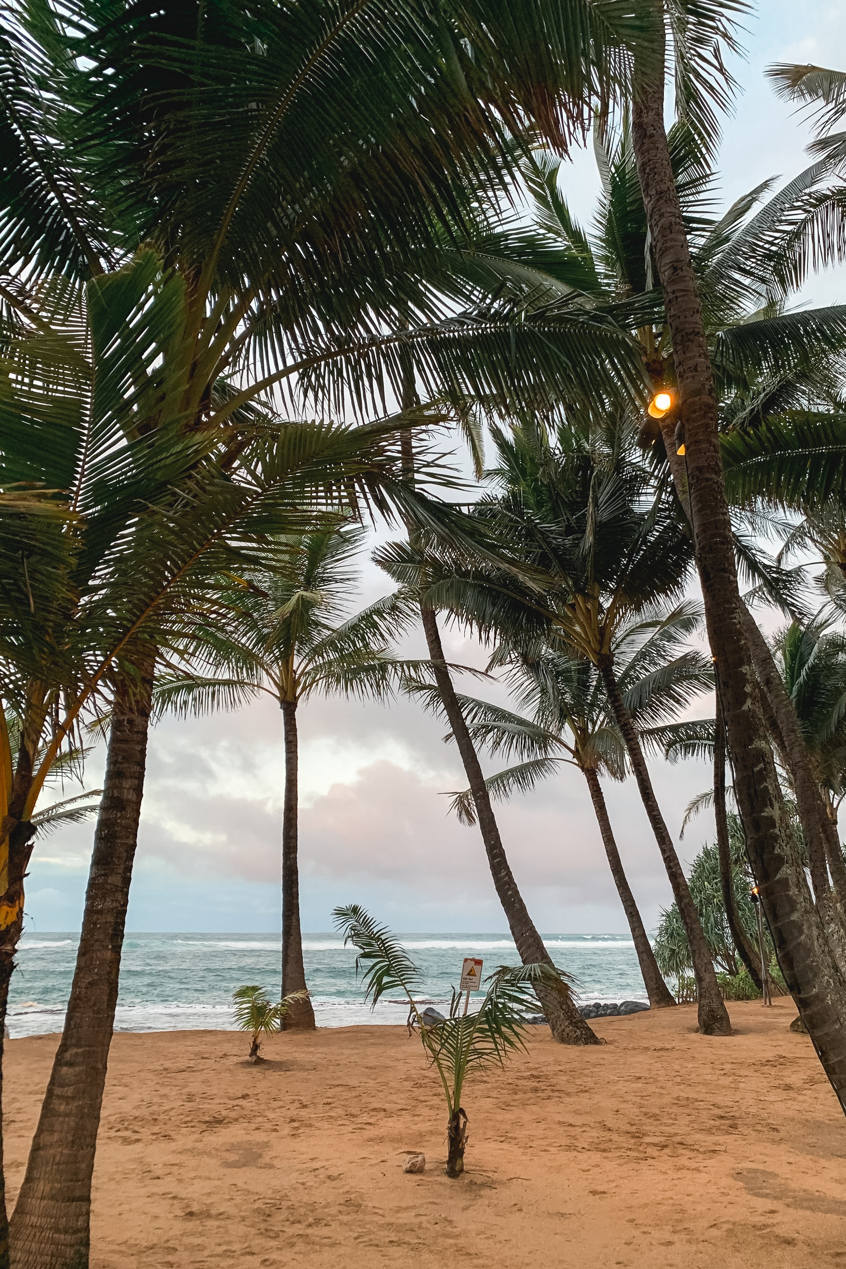 Tall palm trees frame a sandy beach with a calm ocean and overcast sky visible between their trunks, creating a tropical coastal scene