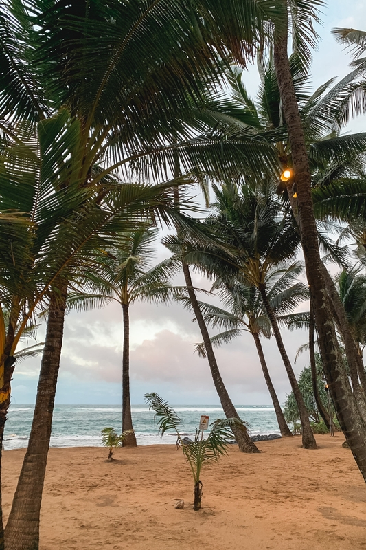 Palm Trees Framing Tropical Beach