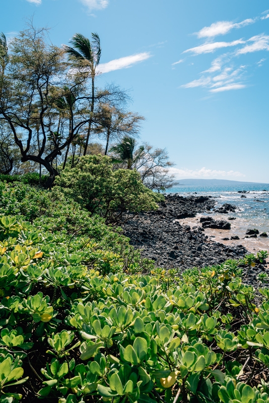 Waimea Beach Park on Maui