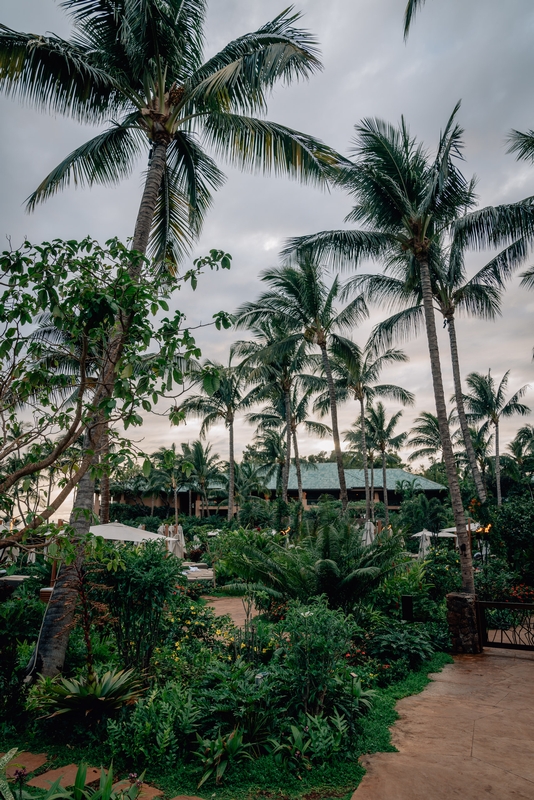 Palm Trees at Sunset