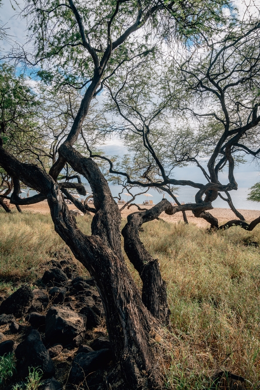 The Ragged Trees Near the Beach