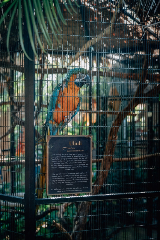 Uliuli the Parrot