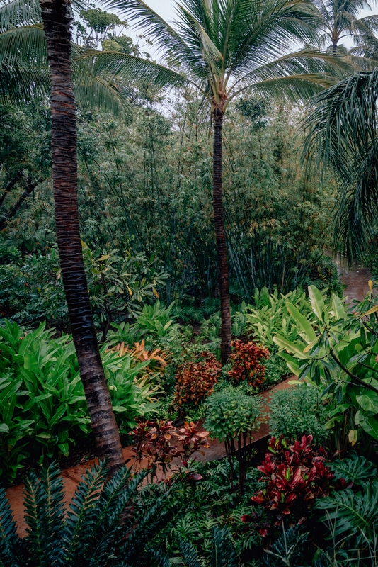 A Rainy Day on Lanai - Crop