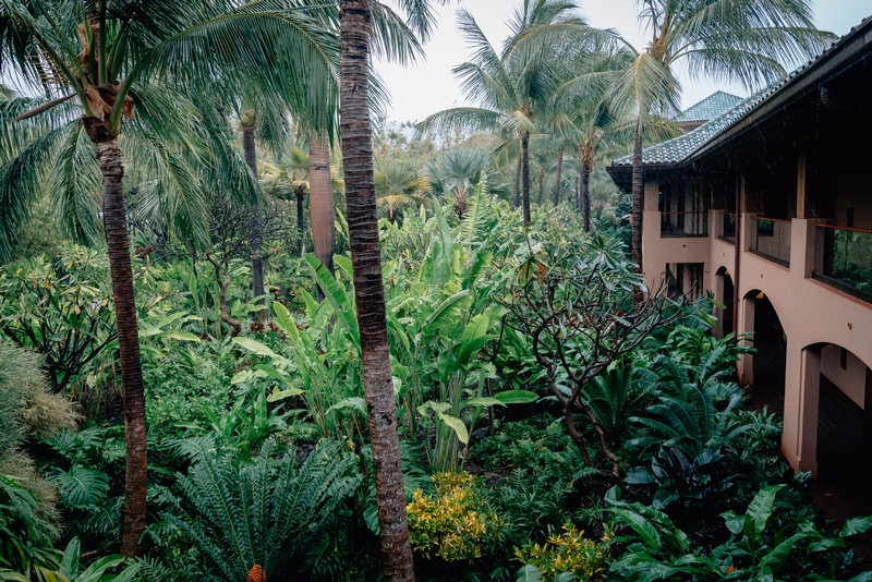 A Rainy Day on Lanai - Part III