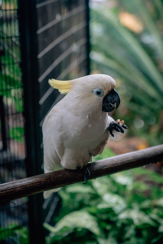 Keokeo the Parrot