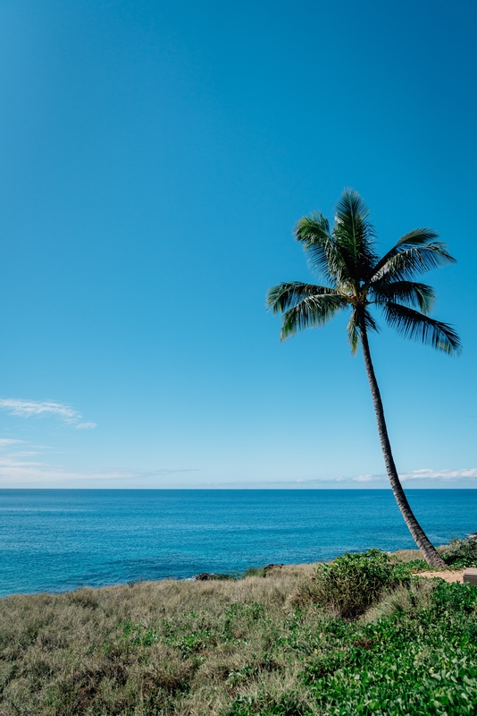 A Lone Palm at the Four Seasons Lanai